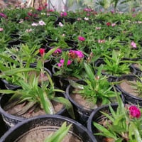 مشتل حديثة المركزي • ورد موسمي • قرنفل