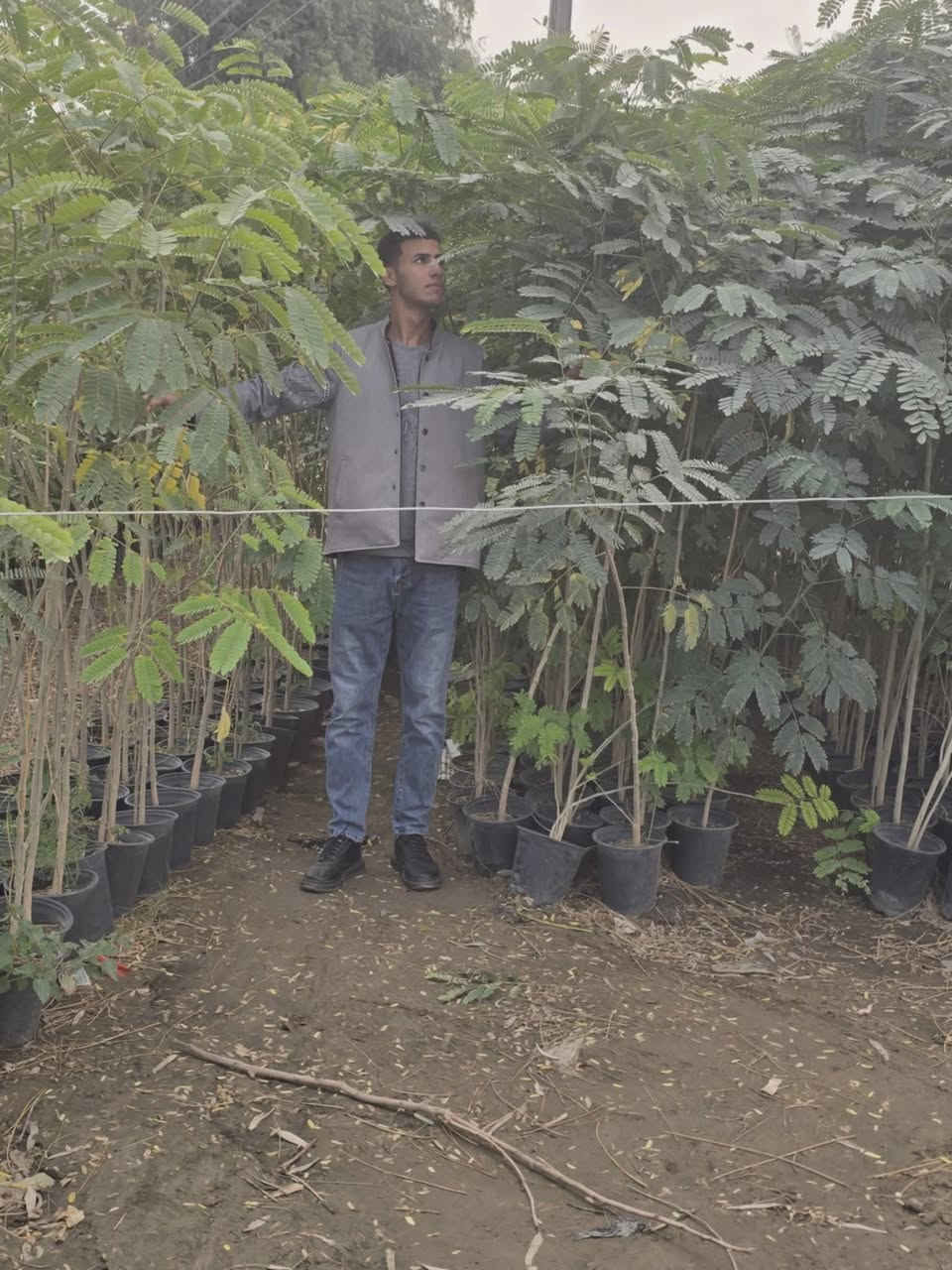 يوجد لدينا البيزيا شجريه ارتفاع مترين ونص فما فوق سمك الجذع ماسحه وانج وانج ونص الأسعار حسب الحجم
سندان كله محرك قبل شهرين
توصيل لكل المحافظات جمله فقط للمقاولات التشجير
***********
***********
