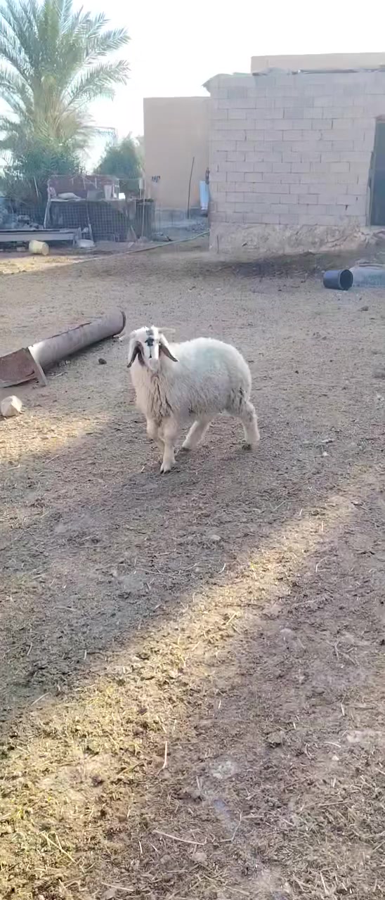 متاح طلي سمين  شرط النصاح وعلى كل عيب  سعر 340 قفل ***********
