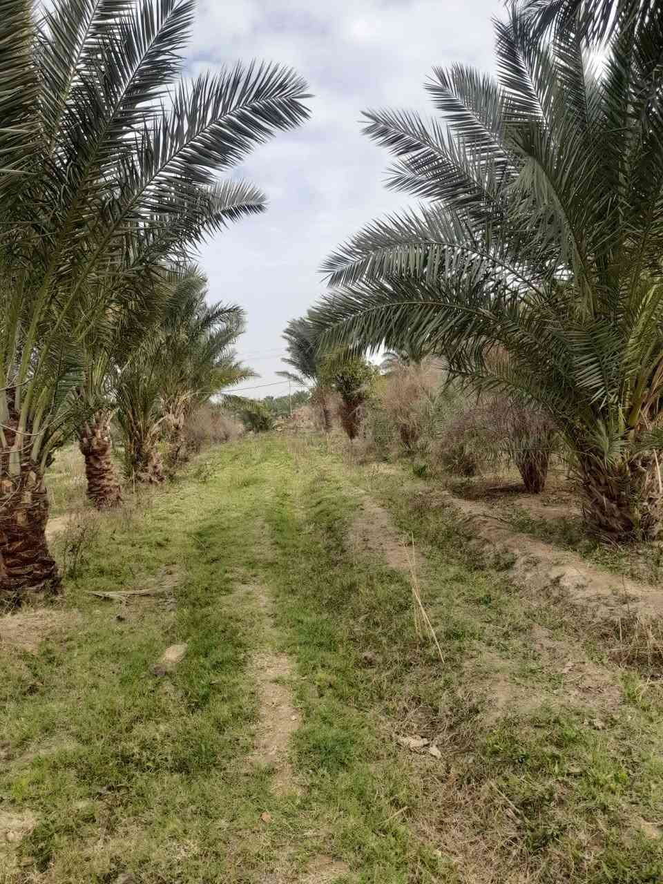 السلام عليكم ورحمة الله وبركاته 2 دونم البيع  معه دار  طابوك المساعه 195متر جااهز اسعر فقط ع رقم *********** الكوت البسروكيه

