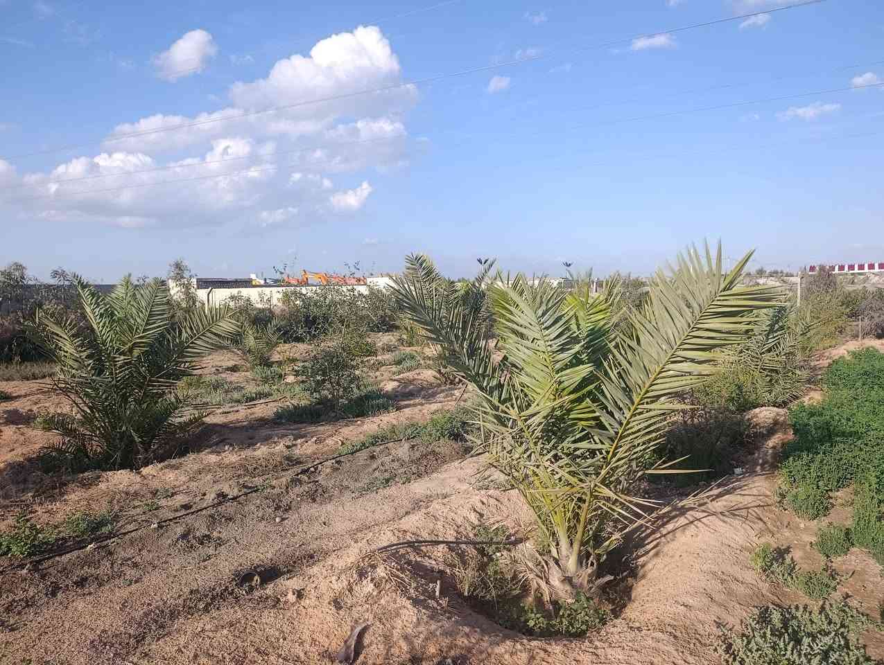 السلام عليكم مزرعه
للبيع المساحه 2 دونم
طريق نجف كربلاء عمود 285
جنس الأرض عقد
مزروع نخل 75 +رمان15+نبك 80 وبيهه بيت وجهاز تقطير كل النخل والملك وسياج بي ار سي السعر 85 /طريق يا علي  تبعد عن الشارع 700 متر


**إذا كنت صاحب هذا الإعلان وتريد حذفه لأي سبب، رجاءا أرسل رسالة إلى الدعم الفني**