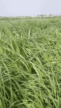 زرع للبيع مساحه ٤٥ دونم بلحمزه الشرقي *********** أو *********** أو
