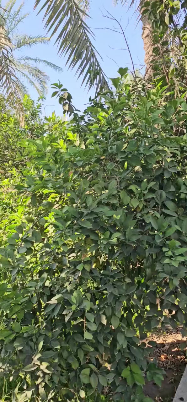 السلام عليكم 🌹للبيع مزرعه كامله المساحه دونم الواجهه 60م والنزال 45م فيب بغداد الراشديه مقابل مزرعة عدنان خيرالله  تبعد عن جزيره بغداد الساحيه ربع ساعه تحتوي على دار استراحه مسبح ملعب محميه باربكيو كراج حدائق باقي التفاصيل في الفديو للاستفسار الاتصال على الرقم الاتيه الليث الحياني للعقار ***********//                                                  ***********#الليث_الحياني #اكسبلور
