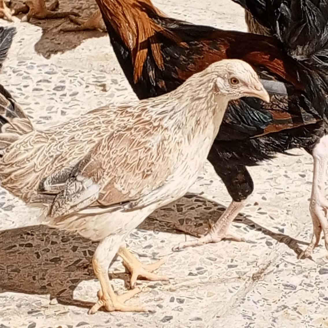 اللهم صل على محمد وآل محمد 🧿🥰
متاح متاح دجاجات دندراوي 5 +1
عمر 6 أشهر علا وجه مبياض
دجاج احلا من التصوير واخشن بلتصوير مابينات 
مفرد بسعر وشلع بسعر🥰🤍
مكان شطره الحولي 📌


**إذا كنت صاحب هذا الإعلان وتريد حذفه لأي سبب، رجاءا أرسل رسالة إلى الدعم الفني**