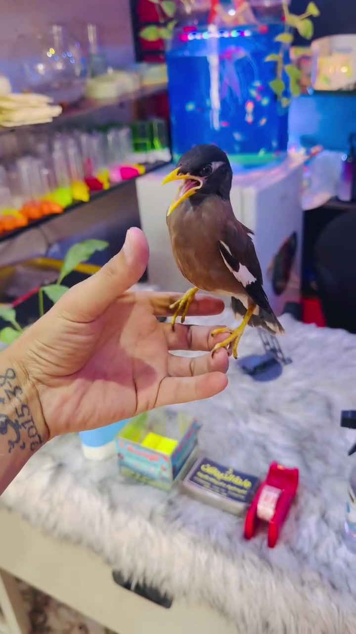 مينا فول اليفه بدايه كلام ب25


**إذا كنت صاحب هذا الإعلان وتريد حذفه لأي سبب، رجاءا أرسل رسالة إلى الدعم الفني**