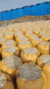 تبن للبيع  ناضافه فول وترسه فول جميع  القياسات الماخذ مني يعرف شغلي  ل...