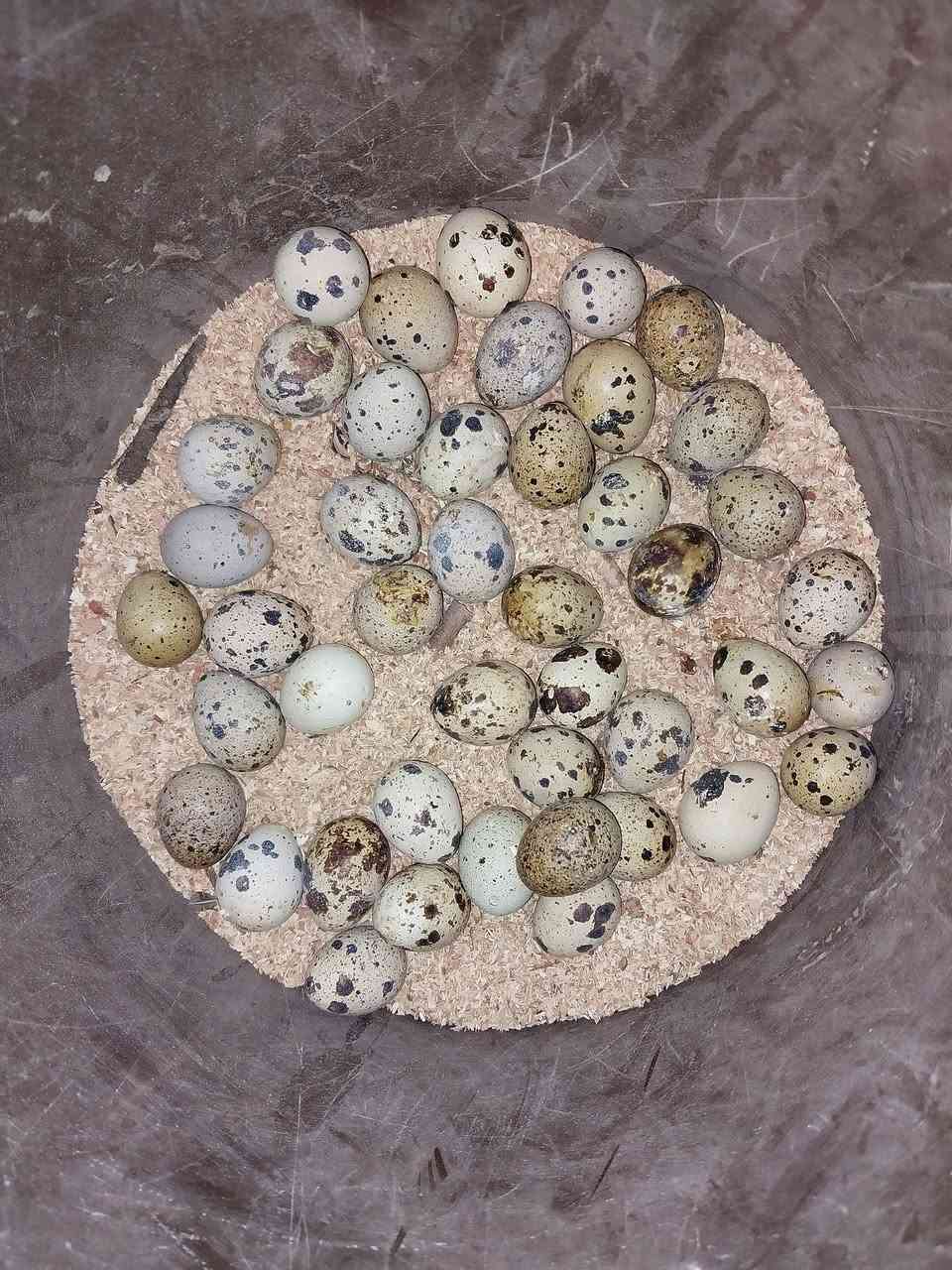 السلام عليكم متاح
٢٨ زوج سمان اكثر اقل  بياض يوميا ما شاء الله  من ٤٠ إلى ٤٥ بيضة 
الاستفسار ***********

