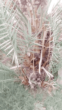 يوجد فسايل نخل للبيع الي يريد يتصل على الرقم 07815690498