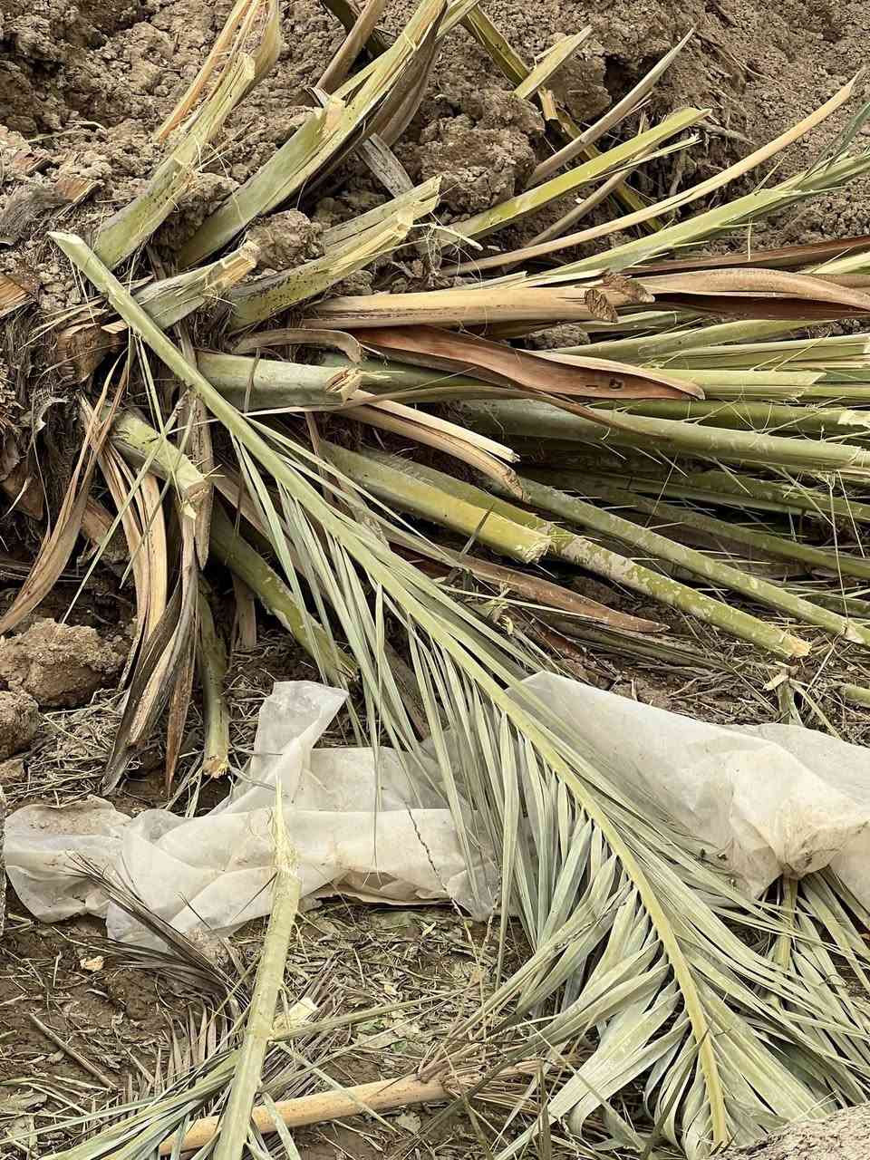 السلام عليكم عندي نخل كثر وحده
@إشارة
مثل ماموضح بالصوره يرهم شتال ويرهم جمال العنوان الطيفية كيلو 14ا لاتصال ***********  /***********
