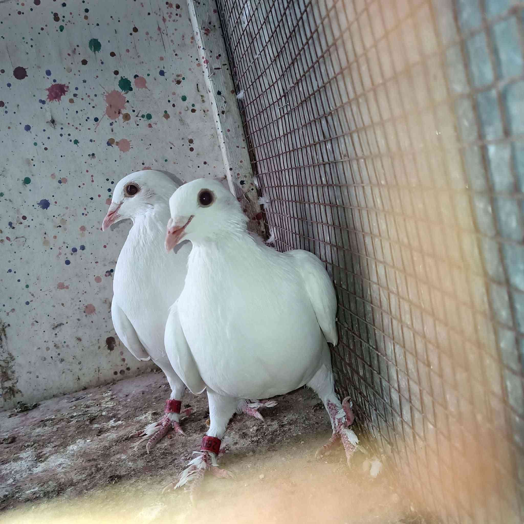 متاح زوج زواجل بيض بعدهن مخالف
وياهن 3 نثايه زواجل سعر الزوج 10 
المكان الرمادي سجاريه


**إذا كنت صاحب هذا الإعلان وتريد حذفه لأي سبب، رجاءا أرسل رسالة إلى الدعم الفني**