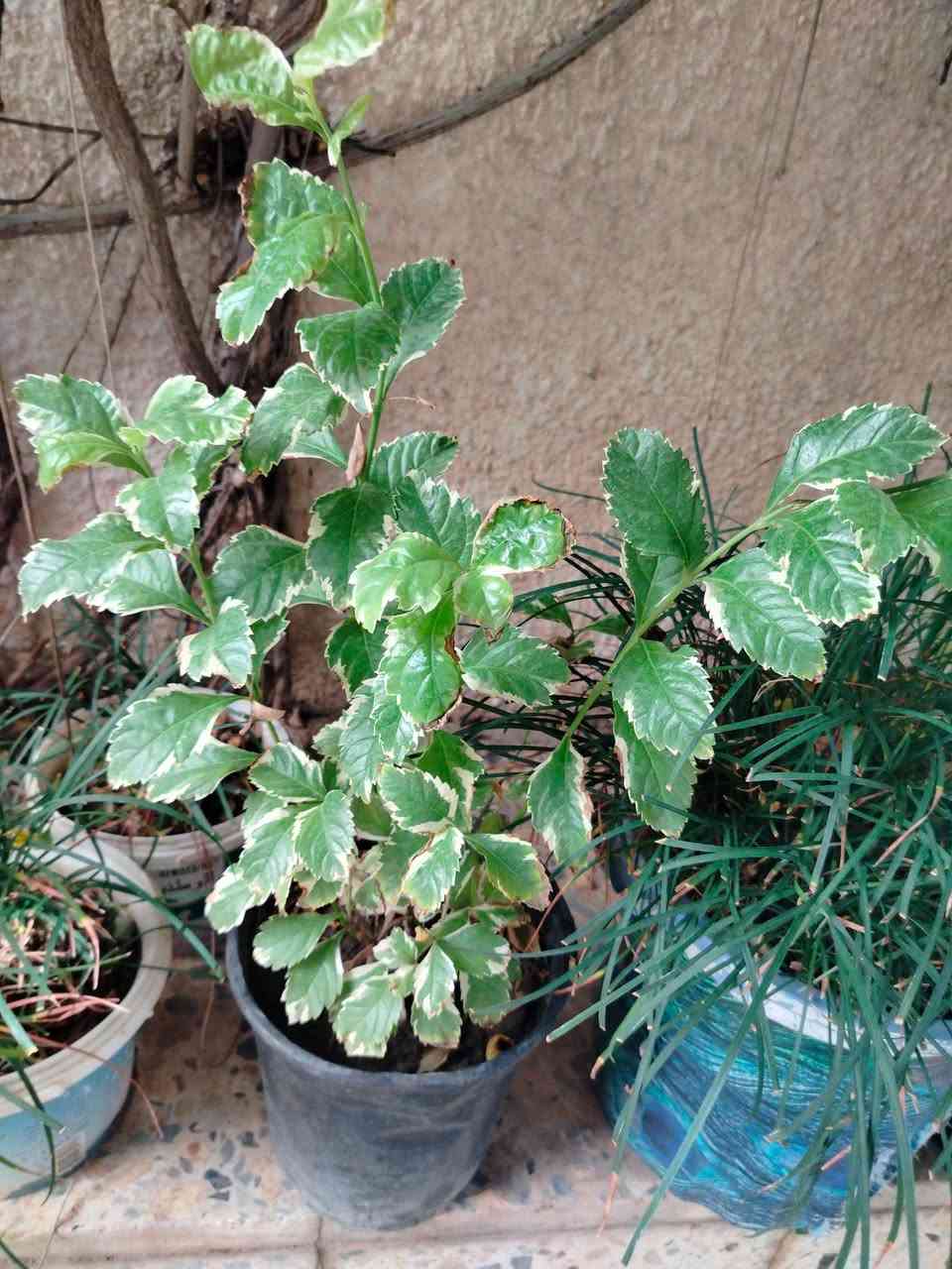 🌿 متوفر لدينا تشكيلة مميزة من النباتات الداخلية والخارجية بأسعار مناسبة وجودة عالية، أهلاً وسهلاً
للحجز خاص


**إذا كنت صاحب هذا الإعلان وتريد حذفه لأي سبب، رجاءا أرسل رسالة إلى الدعم الفني**