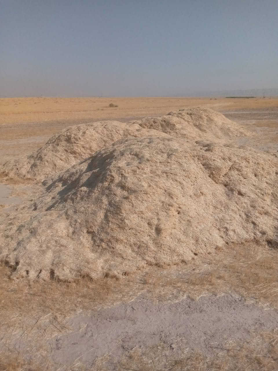 السلام عليكم ورحمه الله وبركاته يوجد تبن للبيع مال السنه سعر العربانه ٥٠الف رقم الموبايل ***********
