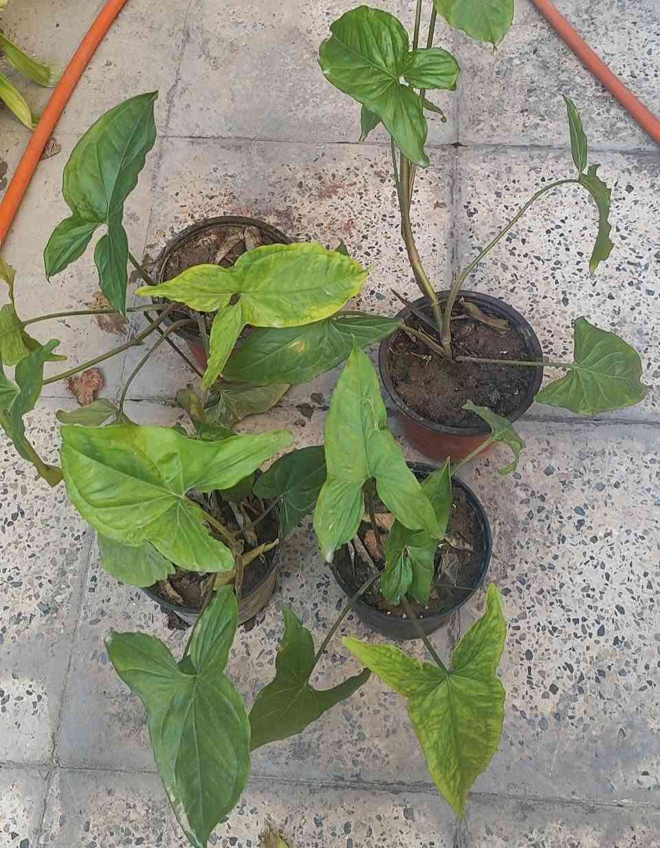 الصباريات ٢٠٠٠ دينار عدا صبار اجاف ٣٠٠٠
الصالون و السبراكس ٤٠٠٠
رجل البطة ٢٠٠٠ دينار
توصيل فقط لاغلب احياء الموصل
للطلب يرجى مراسلة الصفحة


**إذا كنت صاحب هذا الإعلان وتريد حذفه لأي سبب، رجاءا أرسل رسالة إلى الدعم الفني**