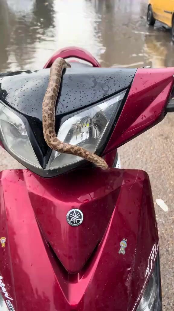 سلام عليكم دارجه ثعلب نوزل مصارله شهر من نازله من رمبه اورق موجوده للبيع او مراوس بشمعه او لد اذا نضيفه انطي فرق مكاني بغداد الحريه للاستفسار خاص


**إذا كنت صاحب هذا الإعلان وتريد حذفه لأي سبب، رجاءا أرسل رسالة إلى الدعم الفني**