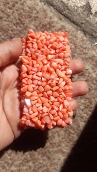 مرجان تونسي • مرجان إيطالي • صدفة بيج