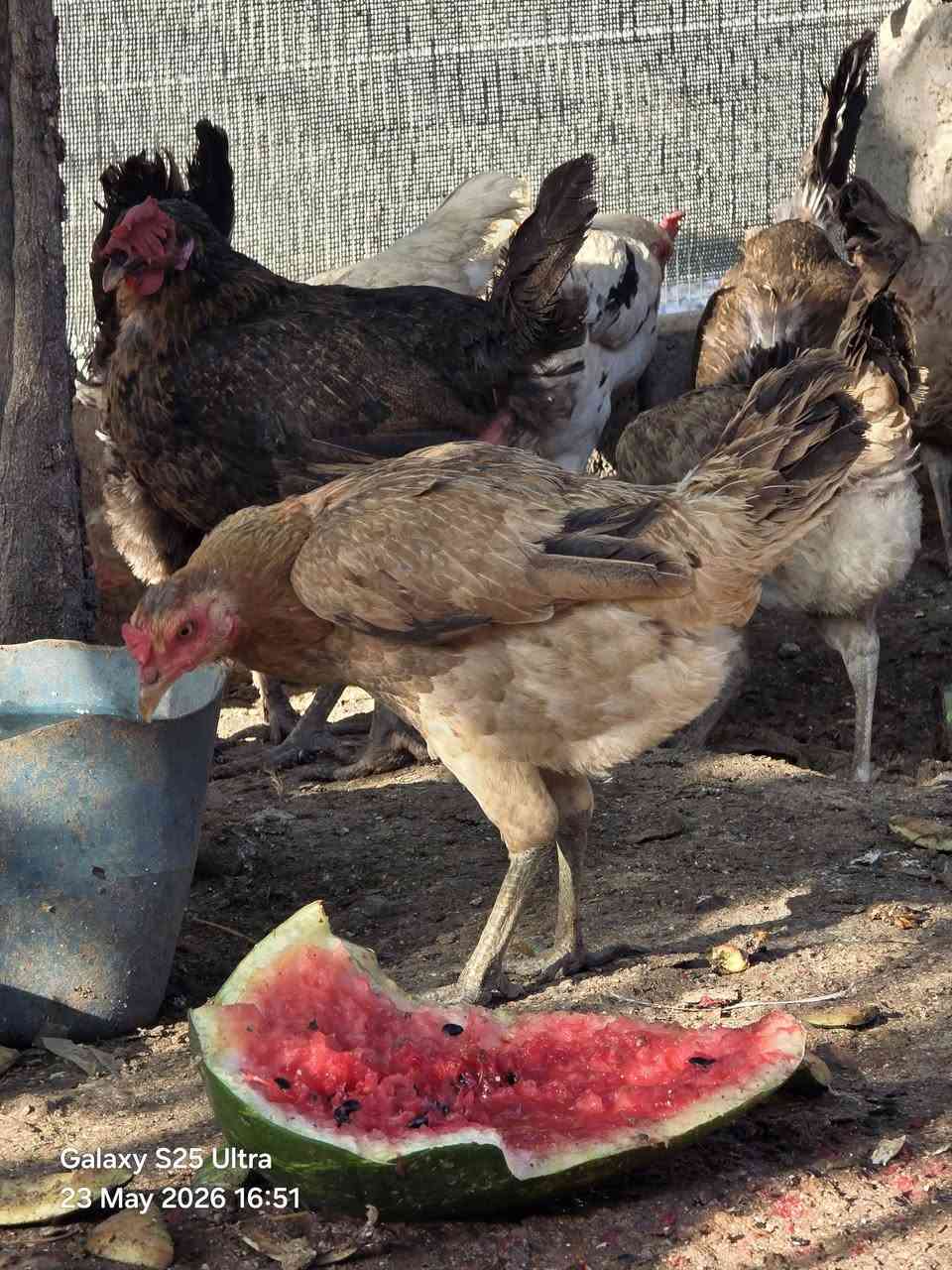 مریشکی کڕ 3 دانە بۆ فرۆشتن نرخی بەگوێرەی حەجمی کامت ویست مەسج بکە


**إذا كنت صاحب هذا الإعلان وتريد حذفه لأي سبب، رجاءا أرسل رسالة إلى الدعم الفني**