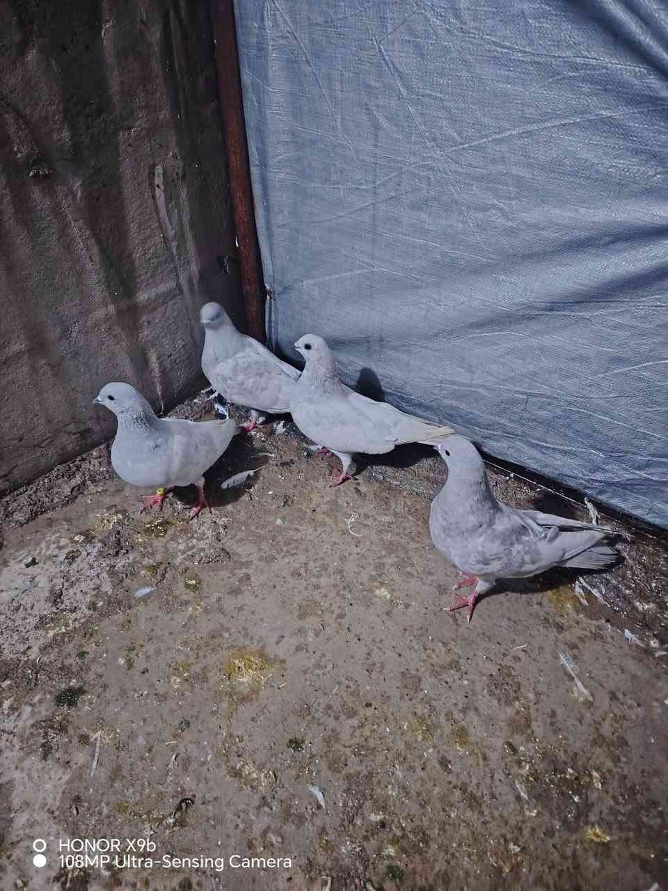 بخاريات لبيع ٣ أزواج سعر الزوج ١٥ المكان حمدانيه *********** رقمي الاسيا***********
