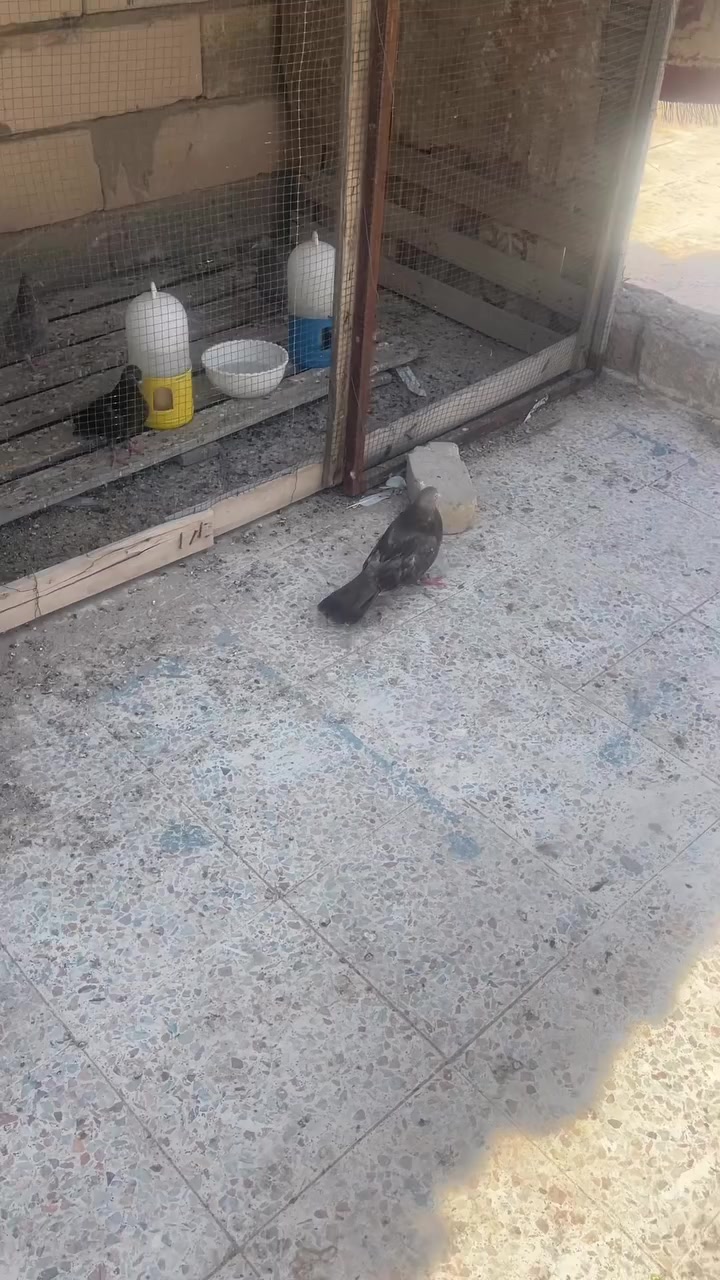 متاح حمامات كاملات تلقيح نثاي وفحله مكاني بصره تنومه 12تك


**إذا كنت صاحب هذا الإعلان وتريد حذفه لأي سبب، رجاءا أرسل رسالة إلى الدعم الفني**