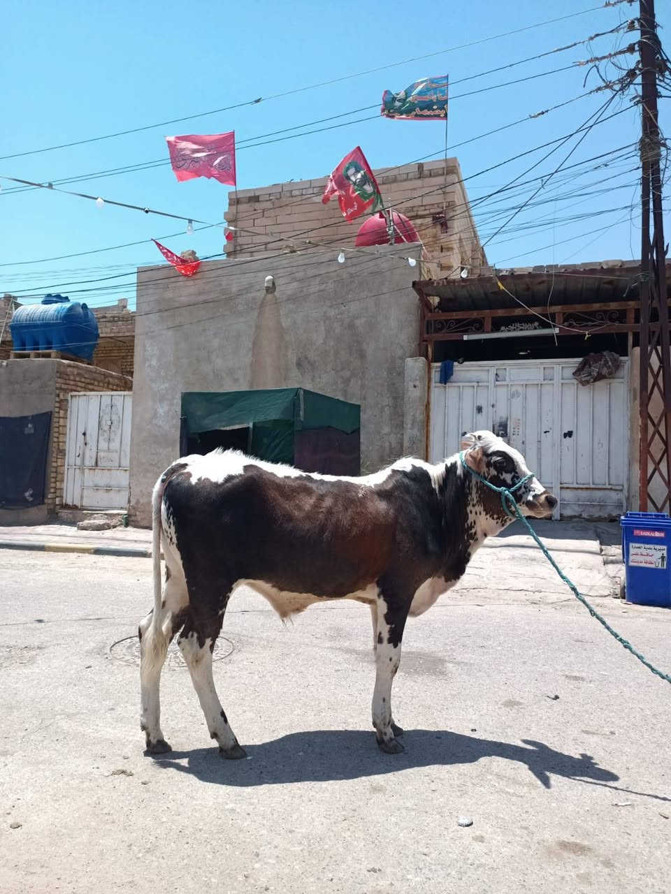 عجول اسمان كلش مالات نذاري للبيع ميسان وشراي يتصل وبي خير ودلل
***********
