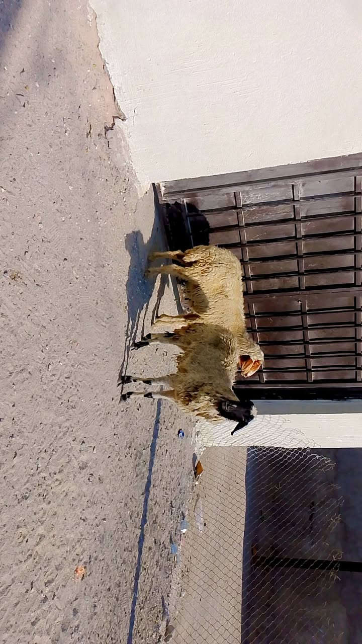 يا الله نعجات حلوات وافيات صحيات شرط الصحه وسالمات من كل عيب وين راحو جنايه على باب  الله نعجات حلوات مالات بر راكبات عليهن شهرين على ذمت راعيهن حلف على بخت راعيهن تنزيلات بلاش سعر على 195 وبيهن مجال بسيط المكان البصره الزبير وشراي يتصل بلخدمه ***********
