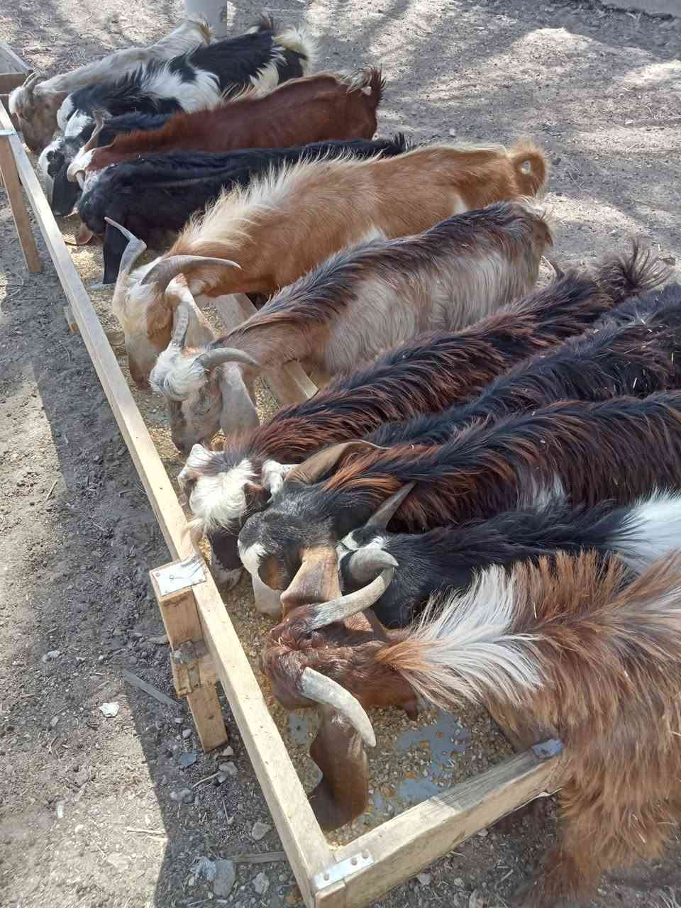 بسم الله ما شاء الله اليوم نقدم ليكم عرض14👌جديان🔥 برقي 🦌👌حر  قرن مفتوح🦌 العمر  5 شهور السعر خاصه 👍🦌 العنوان اسكندريه العامريه خلف استاد برج العرب مزرعه خطاب سلام العزومي تواصل❤️
فون 01220114610///واتس 01117468476


**إذا كنت صاحب هذا الإعلان وتريد حذفه لأي سبب، رجاءا أرسل رسالة إلى الدعم الفني**