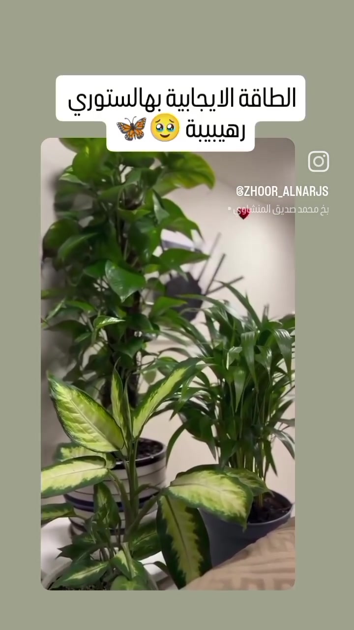 بيتج نظيف ومرتب بس مابي طاقة وروح 😓
جيبي الحياة والطاقة الإيجابية 🕊️
وخلي البيت يتنفس ✨
 #نباتات_ظلية #عيد_الاضحى #ترتيب_ديكور_منزلي
 #مشتل_بغداد #مشتل_زهور_النرجس


**إذا كنت صاحب هذا الإعلان وتريد حذفه لأي سبب، رجاءا أرسل رسالة إلى الدعم الفني**