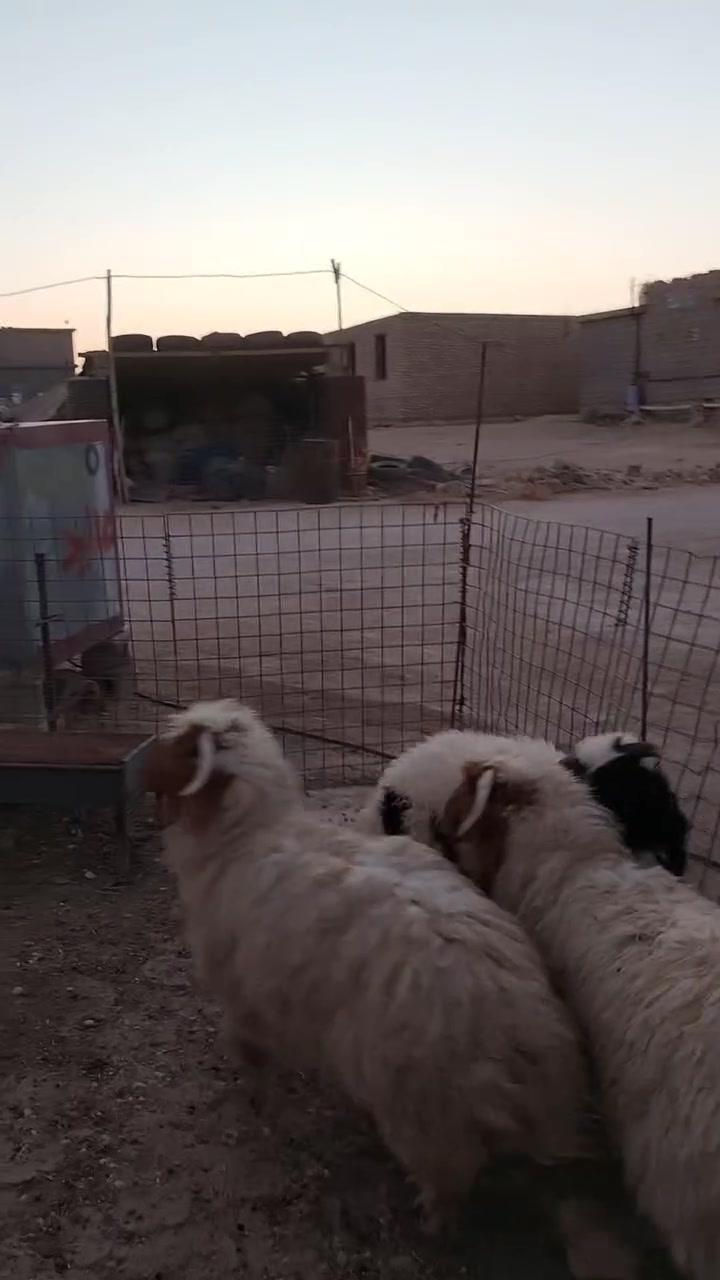 ثلث طليان فول الفول، ***********
