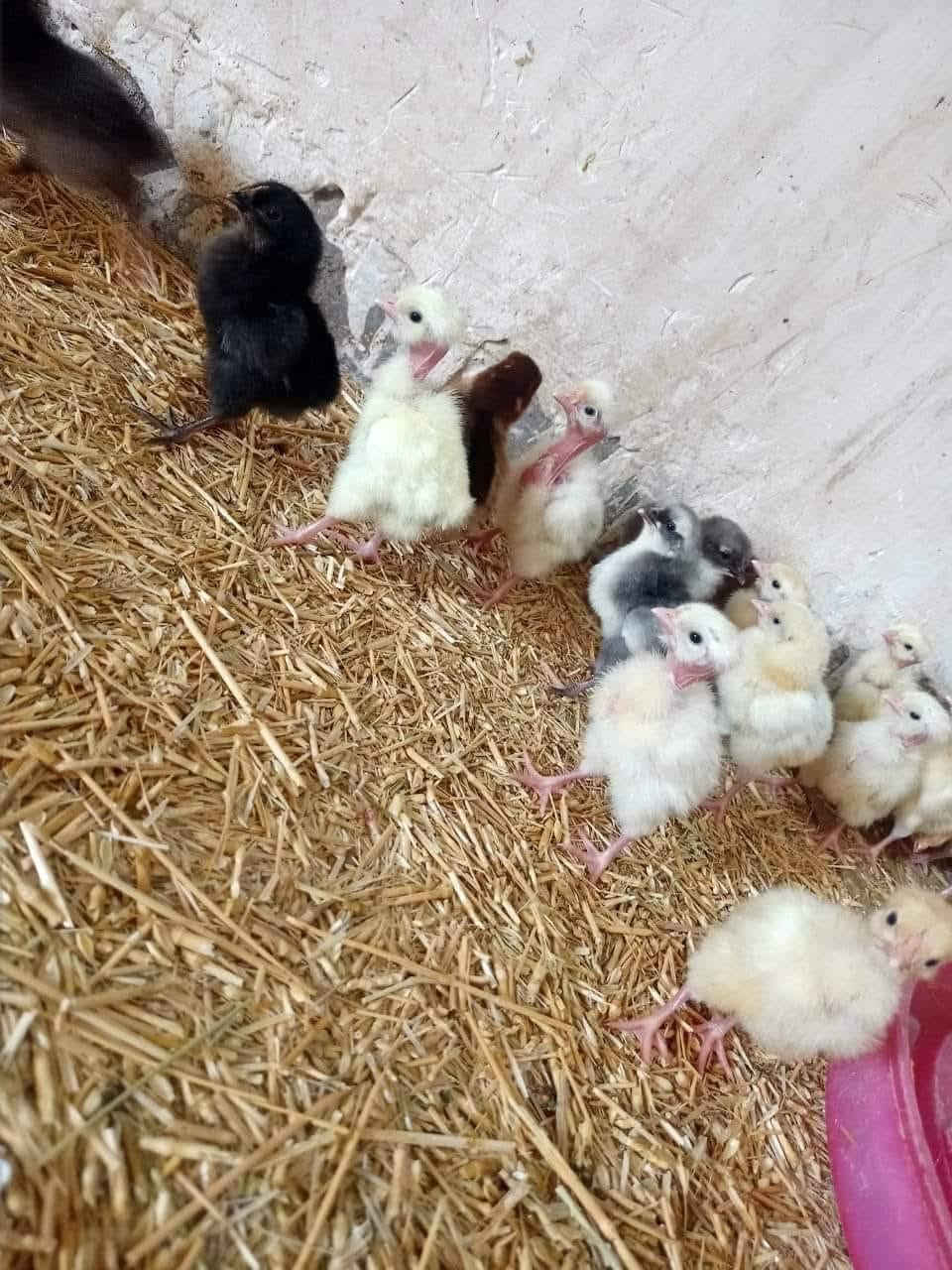 كتاكيت أبو ركيبة العمر 5 ايام  الزوج بـ 3 ونص مكاني ناحية العبيدي ***********
