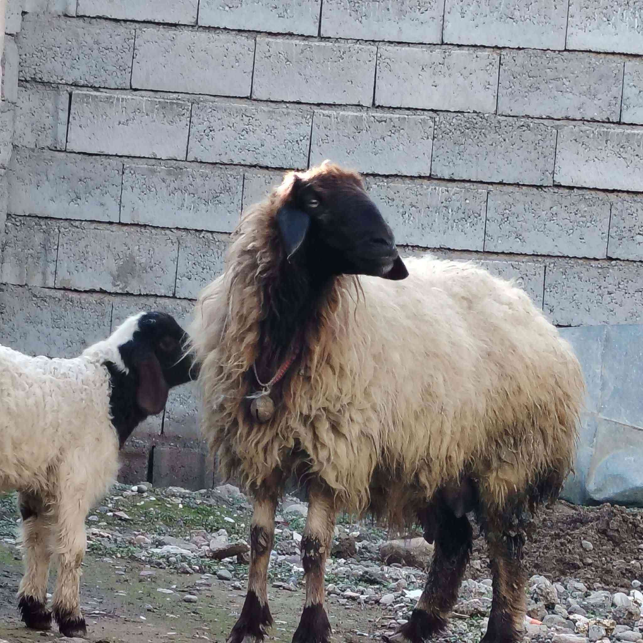 السلام عليكم
نعجه اوم ثالث وراها خاروف خشن فول عمرو15يوم ما شاء الله وخشنه ونضيفه  مكان #الشرقاط عوجيله 

هـ ***********
