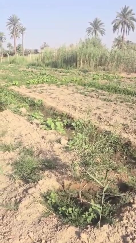 بسم الله الرحمن الرحيم 
تتوفر شتلات من ارقى اصناف الزيتون العالمية عالية الزيت
زيتون كوروناكي اليوناني واربكوين الاسباني التي تتميز بغزارة الإنتاج ونسبة عالية الزيت ومبكرة بالانتاج
البيع جملة ومفرد 
سعر المفرد 4 الاف 
للطلب *********** واتساب ماسنجر
