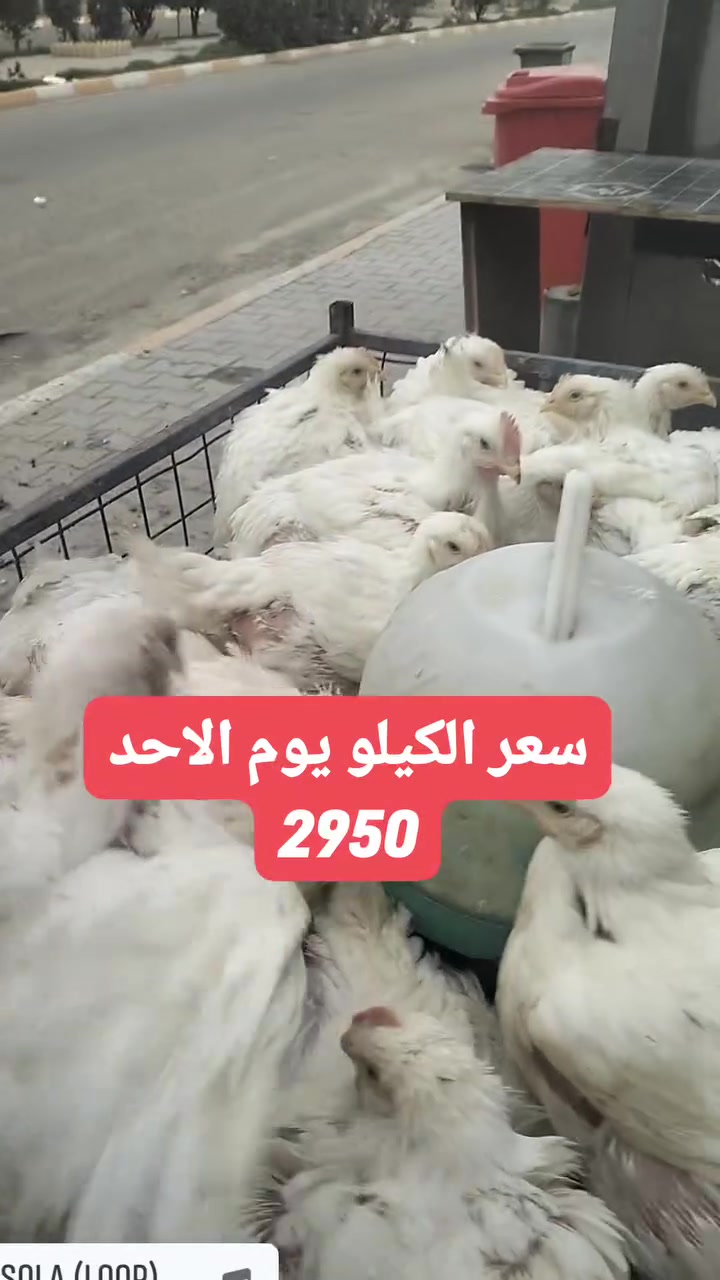 💰 سعر الكيلو: 2950
⚖️ متوفر بجميع الأوزان
📍 الموقع: المحمودية – شارع جامع حي الموظفين، قرب مول هبي
📞 
***********
*********** (واتساب)
