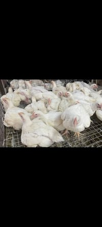 دجاج تقطيب • بداية الجاهزة • توصيل بعقوبة