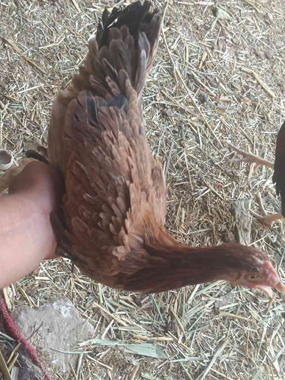 متاح ديج ودجاجه كويتي شراي يجي خاص


**إذا كنت صاحب هذا الإعلان وتريد حذفه لأي سبب، رجاءا أرسل رسالة إلى الدعم الفني**