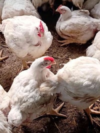 دجاج كيلوين ب6ونص مع التنضيف07831137440