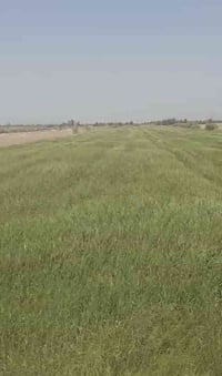 الصياحية مجاورة المجرشة • ٢٥ دونم • واجهة ١٢٢م