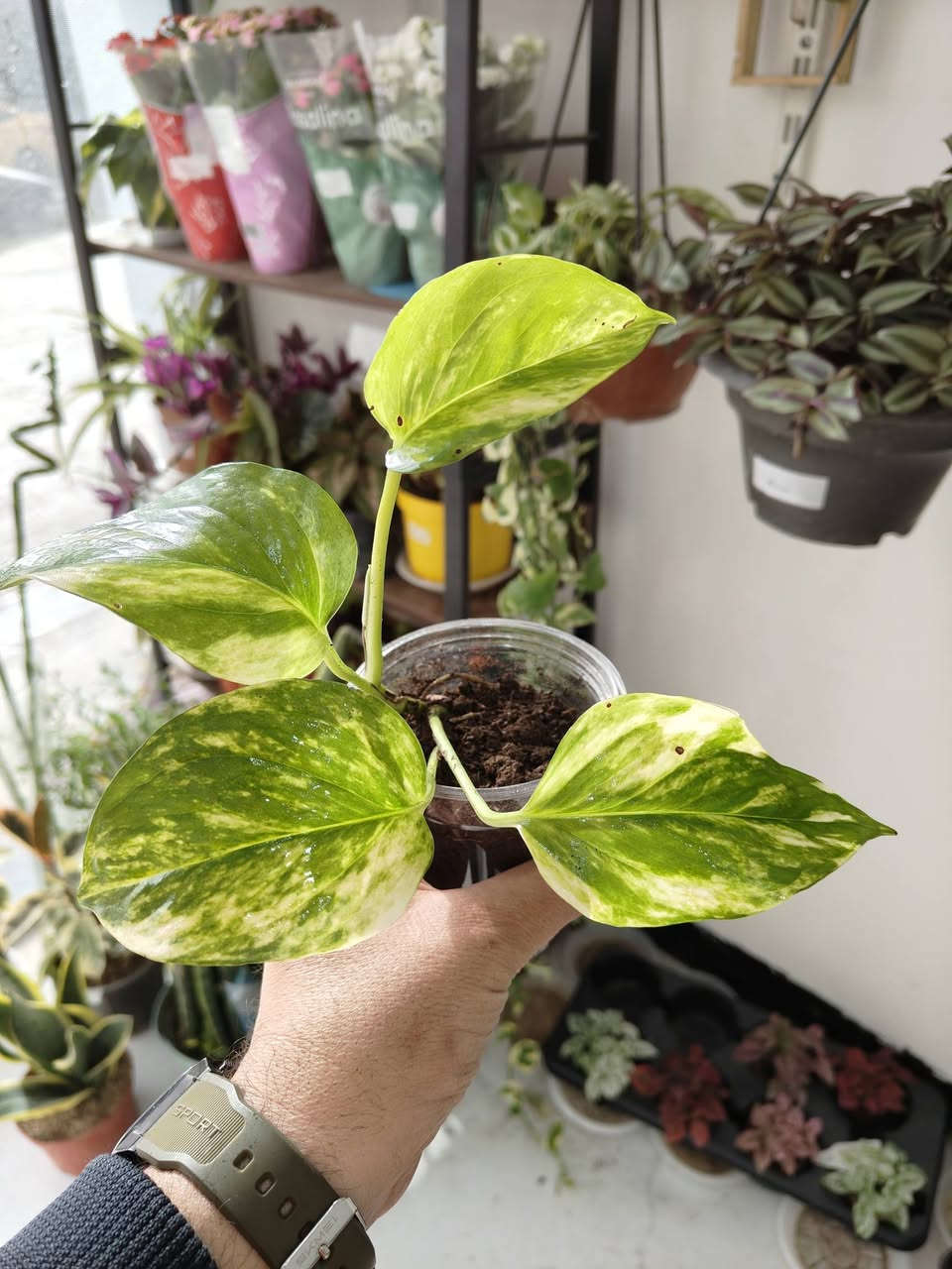 متوفرين في مشتل برعم

جميع الأسعار مذكورة تحت تحت 
جميع النباتات بصحة جيدة 
تستلم مثل الصورة بالضبط 

مكاني موصل حي السكر قرب جامع الرحمة 
يوجد توصيل لجميع محافظات العراق 

للحجز والطلب مراسلة الصفحة او التواصل 
على رقم الواتس اب ***********

رابط صفحة الانستا
https://www.instagram.com/brmllnbtt?igsh=MWx3OWdvYm0zNzUwMg==
تابعنا ليصلك كل ما هو جديد 
#برعم_للنباتات_المنزلية
