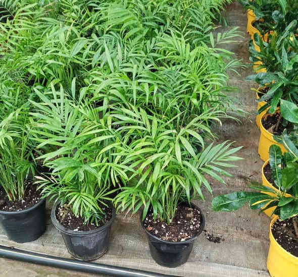 #نباتات_ظلية_منزلية
اكثر من نوع واحد 
وبأسعار شبه بلاش 
5 الف او 6  او 7 الاف فقط 
#توصيل متوفر لكل المحافظات العراقية 
#للحجز والاستفسار مراسلة الصفحة 
او واتساب ***********
#العنوان بغداد سبع ابكار
#نباتاتي #بغداد #ظليات #نباتات_منزلية #مشتل #بيع_النباتات #اكسبلور #فولو_اكسبلور #نباتات_ظلية
