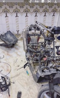 سكنس جبلي • تفصيخ • خاص