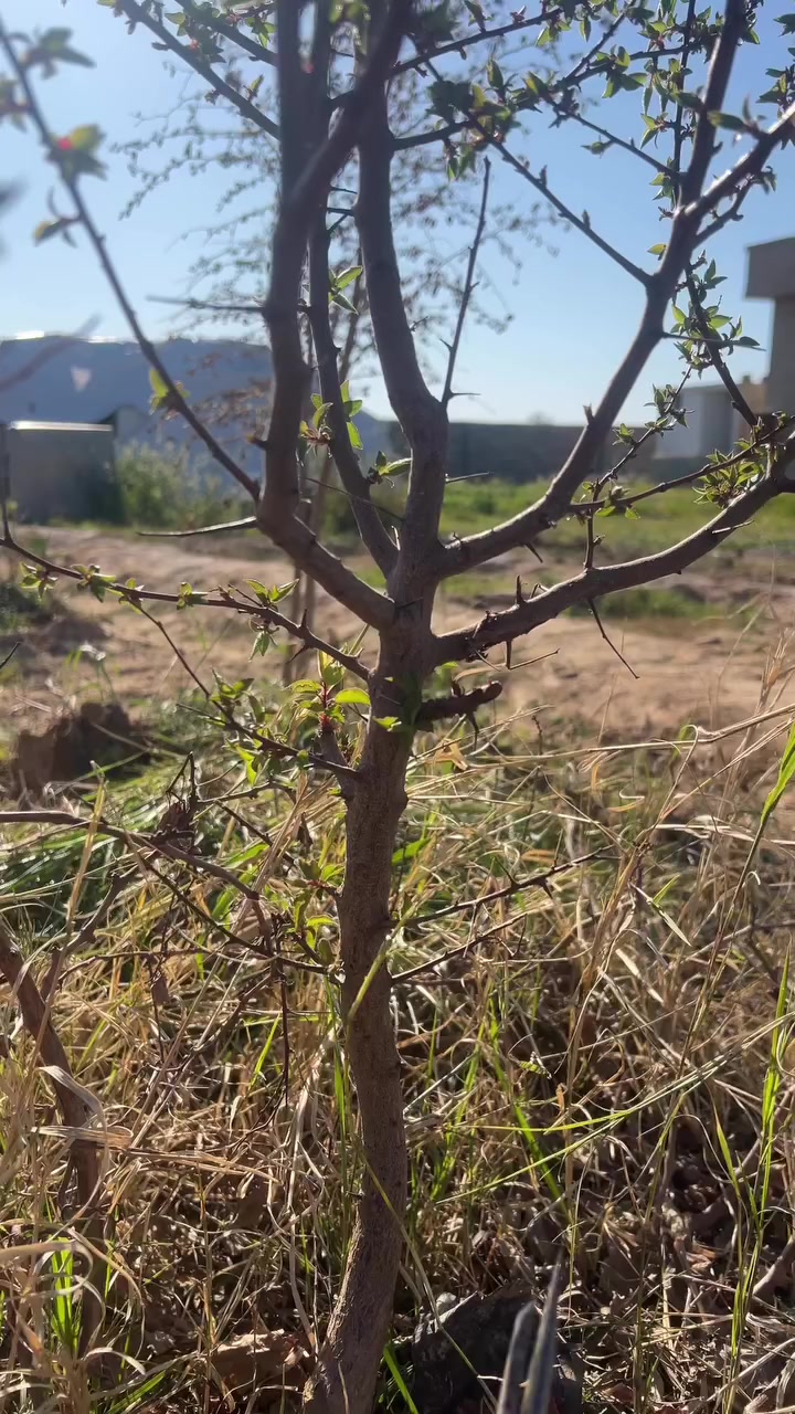 تقليم الاشجار🌳🌲🌿


**إذا كنت صاحب هذا الإعلان وتريد حذفه لأي سبب، رجاءا أرسل رسالة إلى الدعم الفني**