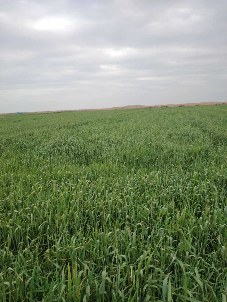 السلام عليكم ارض للبيع عقد بسمي ٣٠٠دونم جاهزه بعد ٥٠٠ متر عن الشط المالح مفصله وجاهزة ومكروبه على نهر المالح مكان دوانيه للاتصال ***********
