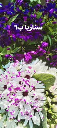 نباتات خارجية • توصيل خانقين • بختياري الثانيا