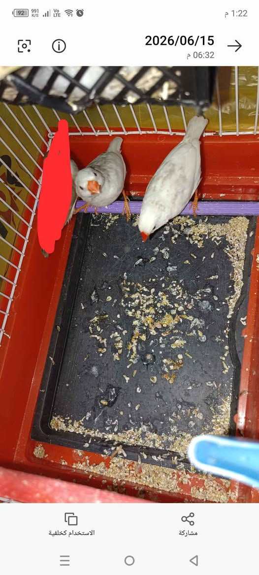 Bir çift beyaz Hint bülbülü göründüğü küme verilecek Melikgazi, Kayseri


**إذا كنت صاحب هذا الإعلان وتريد حذفه لأي سبب، رجاءا أرسل رسالة إلى الدعم الفني**