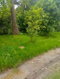 بستان ملك طابو صرف تجاري على الشارع العام مباشرة 🛣️🌱  الواجهة 20 م  ال...