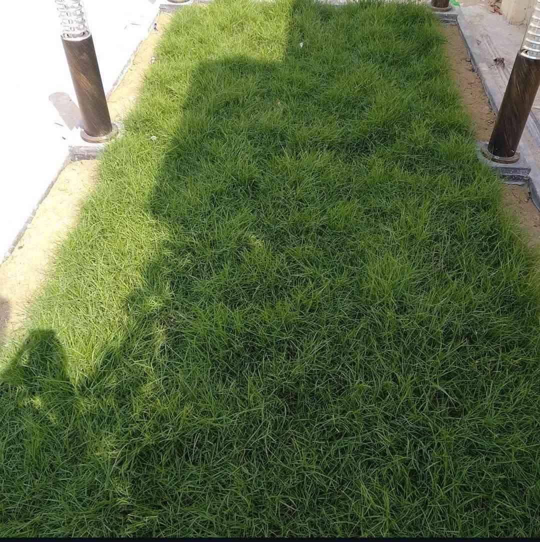 🌿 ثيل أسترالي طبيعي 🌿

نوفر ثيل أسترالي عالي الجودة، يتميز بلونه الأخضر الكثيف، ومناسب للحدائق المنزلية والفلل والشركات.

✅ ملائم لأجواء البصرة الحارة.
✅ يتحمل درجات الحرارة المرتفعة.
✅ يتحمل ملوحة المياه بدرجة جيدة.
✅ يمنح حديقتك مظهرًا أخضر طوال العام مع العناية والري المنتظم.

🚚 يتوفر توصيل إلى جميع مناطق البصرة.

💰 أسعار منافسة.

📞 للاستفسار أو طلب زيارة الموقع:
***********
***********

كما نوفر خدمات متكاملة تشمل:
✔ تسوية الأرض.
✔ تنفيذ منظومات الري.
✔ تصميم وتنفيذ الحدائق.

#ثيل_استرالي
#ثيل_طبيعي
#تنسيق_حدائق
#لاندسكيب
#حدائق
#زراعة
#البصرة
#العراق
#Basra
#Landscape
