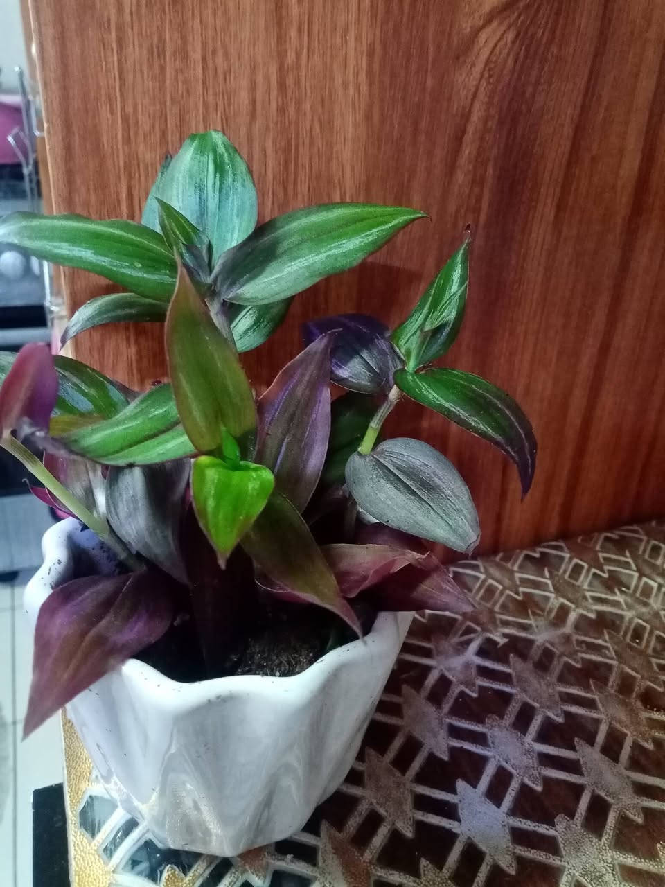 زرع طبيعي زرع طبيعي ماءي قاروره زرع بلتربه سعر حسب حجم السندانه والقاروره


**إذا كنت صاحب هذا الإعلان وتريد حذفه لأي سبب، رجاءا أرسل رسالة إلى الدعم الفني**