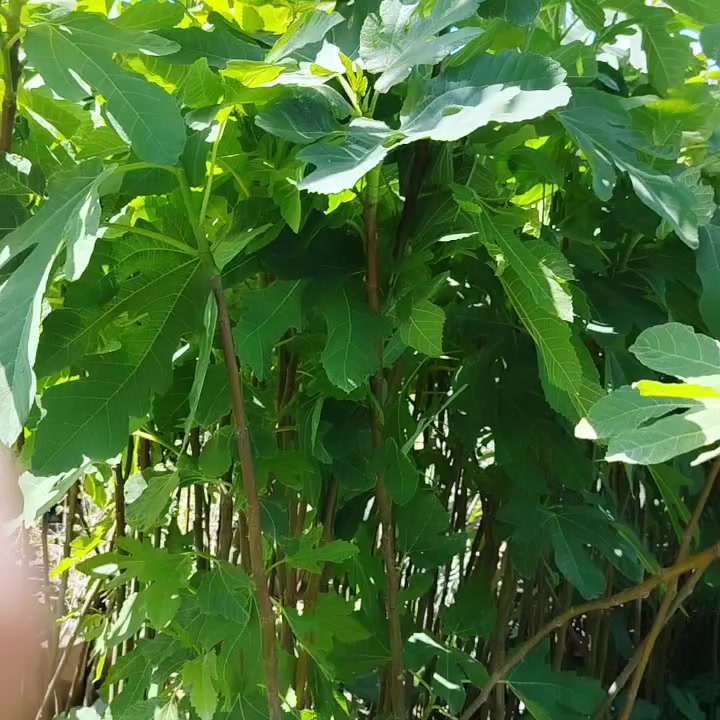 مشتل نعناعه الرفاعي الصوب الاول مجاور جسر المشاة بتجاه السايلو مقابل مدرسة الرقيم الاهليه يوجد توصيل ***********
