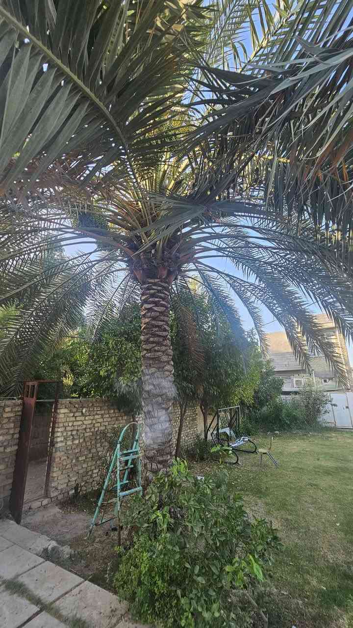السلام عليكم 🔥للبيع بيت 500م ملك صرف زراعي سند خمسه وعشرين في بغداد الفحامه قرب جزيرة بغداد السياحيه يحتوي البيت على اربع غرف نوم صحيات اكرمكم الله العدد 2 صاله مطبخ استقبال كراج حديقه للاستفسار الاتصال على الارقام الاتيه الليث الحياني للعقار ***********.                                                   ***********
