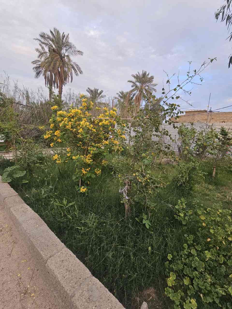 🏡 دونمين للبيع – فرصة مميزة للاستثمار والسكن
📍 الموقع: البصرة / أبي الخصيب – شارع المحكمة الجديده 
قريب على الشارع العام (السايدين)
📐 المساحة: دونمين كاملين
📜 النوع: طابو ملك صرف – تحويل مباشر باسم المشتري
🏠 تفاصيل العقار:
• يحتوي على دار بمساحة 300 متر
• بناء طابوك 
• الأرض مخدومة بالكامل
🌊 مميزات إضافية:
• محاطة بنهر من جميع الجهات (موقع مميز وهادئ)
• مناسبة للسكن أو مشروع استثماري (شاليه / استراحة  للاستفسار الاتصال على الرقم 
*********** البصرة, العراق
