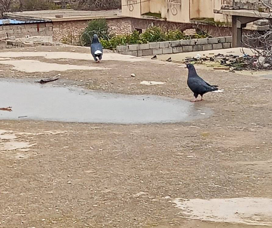 السلام عليكم طيور بصرويت ذيل ابيض لوت والعب شرط طيرهن بيدك وتشوفهن 25غفلهن


**إذا كنت صاحب هذا الإعلان وتريد حذفه لأي سبب، رجاءا أرسل رسالة إلى الدعم الفني**