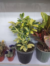 نباتات ضلية • مشتل السجاد • توصيل طوز مجاني